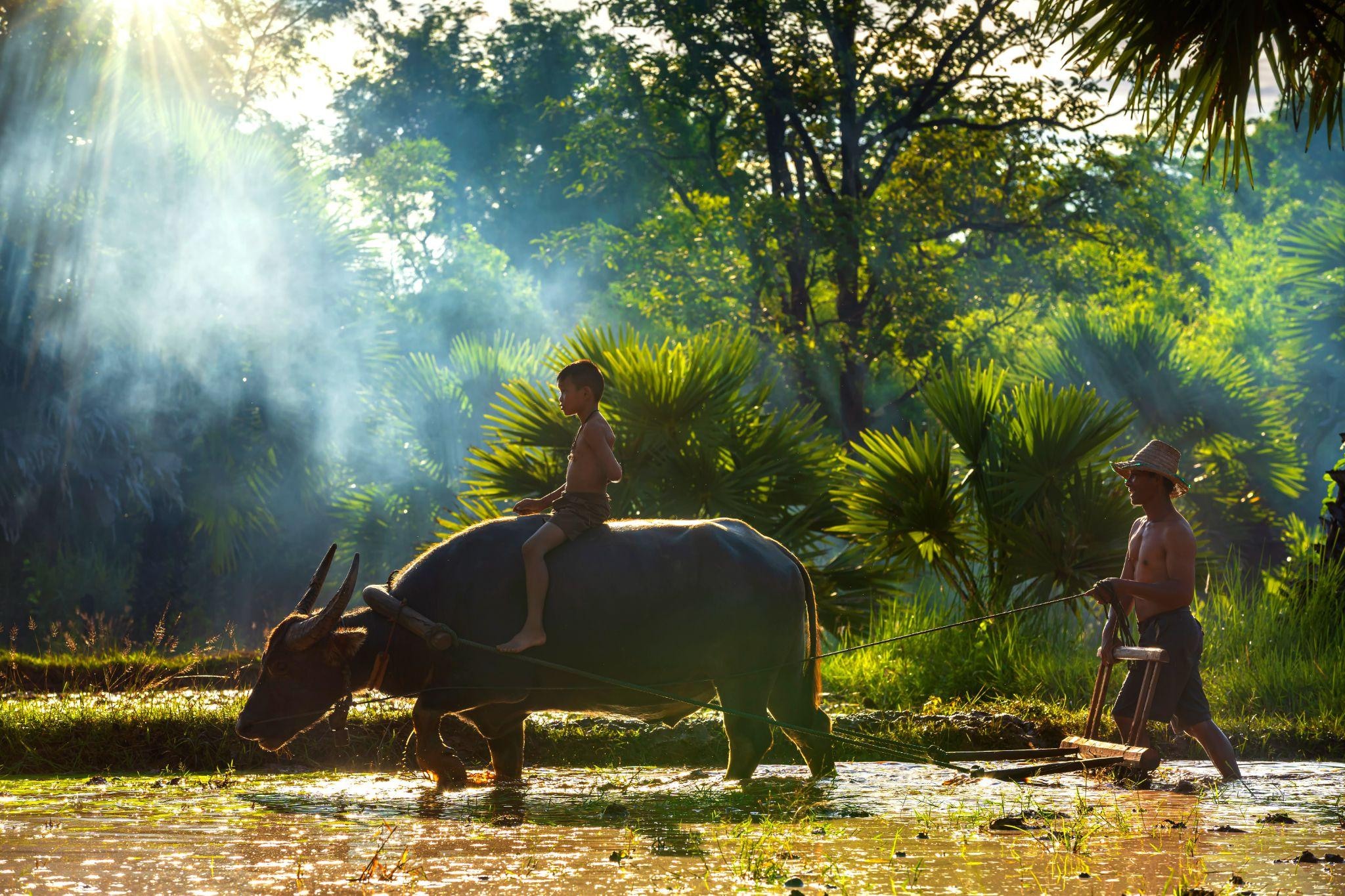 The buffalo's relentless plowing embodies the virtue of patient, hard work.
